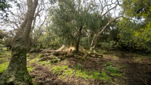 Bosque de Ombues Rocha