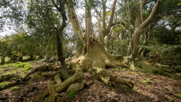 Bosque de Ombues Rocha