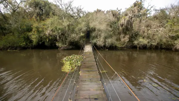 Bosque de Ombues Rocha