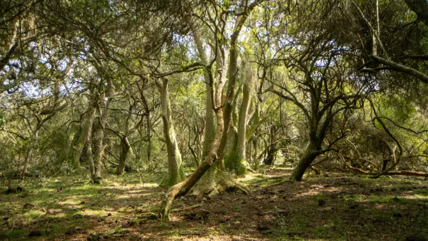 Bosque de Ombues Rocha